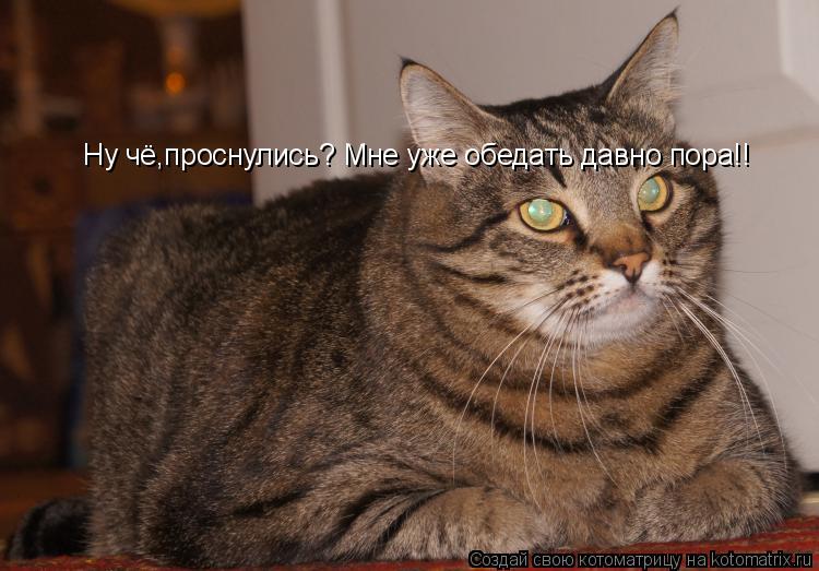 Ну чё,проснулись? Мне уже обедать давно пора!!... Котоматрица: Ну чё,проснулись? Мне уже обедать давно пора!!