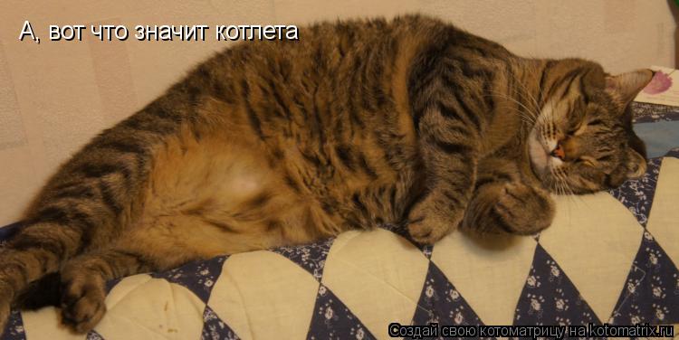 А, вот что значит котлета... Котоматрица: А, вот что значит котлета