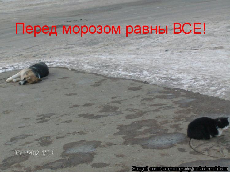 Котоматрица: Перед морозом равны ВСЕ!