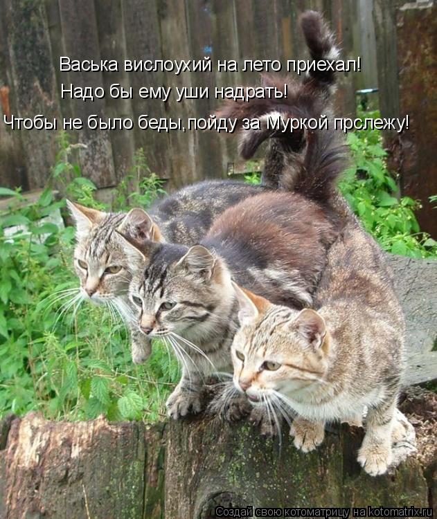 Котоматрица: Васька вислоухий на лето приехал! Надо бы ему уши надрать! Чтобы не было беды,пойду за Муркой прслежу!
