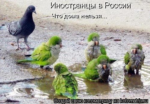 Иностранцы в России Что дома нельзя...... Котоматрица: Иностранцы в России Что дома нельзя...