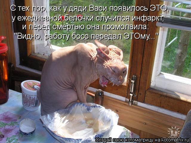 Котоматрица: С тех пор, как у дяди Васи появилось ЭТО,  у ежедневной белочки случился инфаркт, и перед смертью она промолвила: "Видно, работу босс передал 