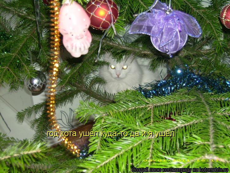 год кота ушел куда-то да и я ушёл... Котоматрица: год кота ушел куда-то да и я ушёл