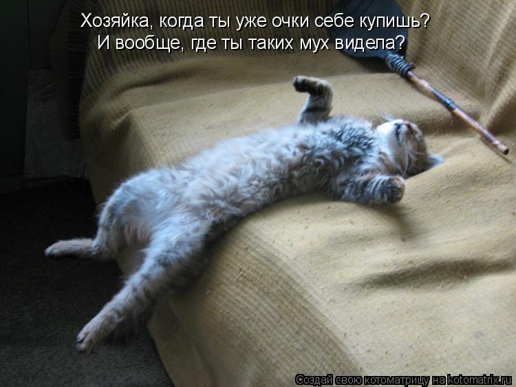 Хозяйка, когда ты уже очки себе купишь? И вообще, где ты таких мух видела?... Котоматрица: Хозяйка, когда ты уже очки себе купишь? И вообще, где ты таких мух видела?