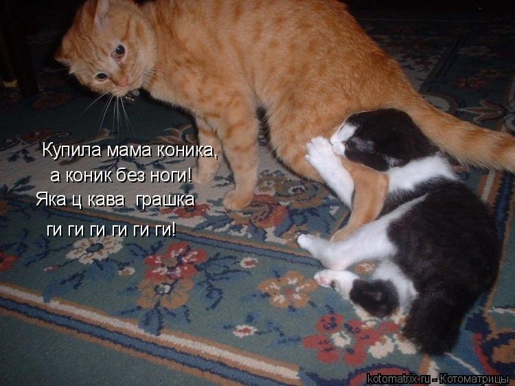 Купила мама коника, а коник без ноги! Яка цікава іграшка ги ги ги ги ги ги!... Котоматрица: Купила мама коника, а коник без ноги! Яка цікава іграшка ги ги ги ги ги ги!