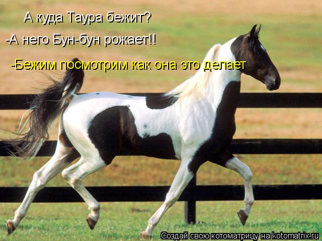 Котоматрица: А куда Таура бежит? -А него Бун-бун рожает!! -Бежим посмотрим как она это делает
