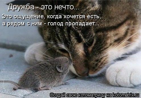 Котоматрица: Дружба - это нечто... Это ощущение, когда хочется есть, а рядом с ним - голод пропадает...
