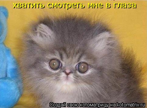 хватить смотреть мне в глаза... Котоматрица: хватить смотреть мне в глаза