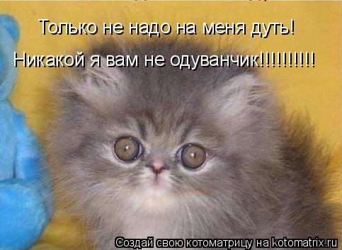 Котоматрица: Только не надо на меня дуть! Никакой я вам не одуванчик!!!!!!!!!!
