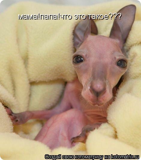 Котоматрица: мама!папа!что это такое???