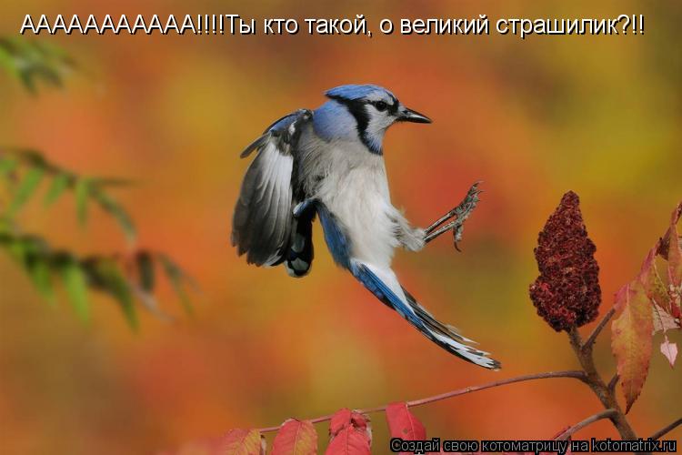 ААААААААААА!!!!Ты кто такой, о великий страшилик?!!... Котоматрица: ААААААААААА!!!!Ты кто такой, о великий страшилик?!!