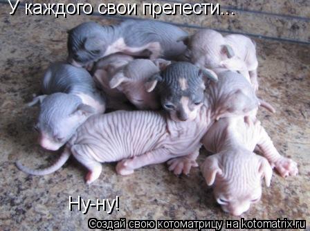 Котоматрица: У каждого свои прелести... Ну-ну!