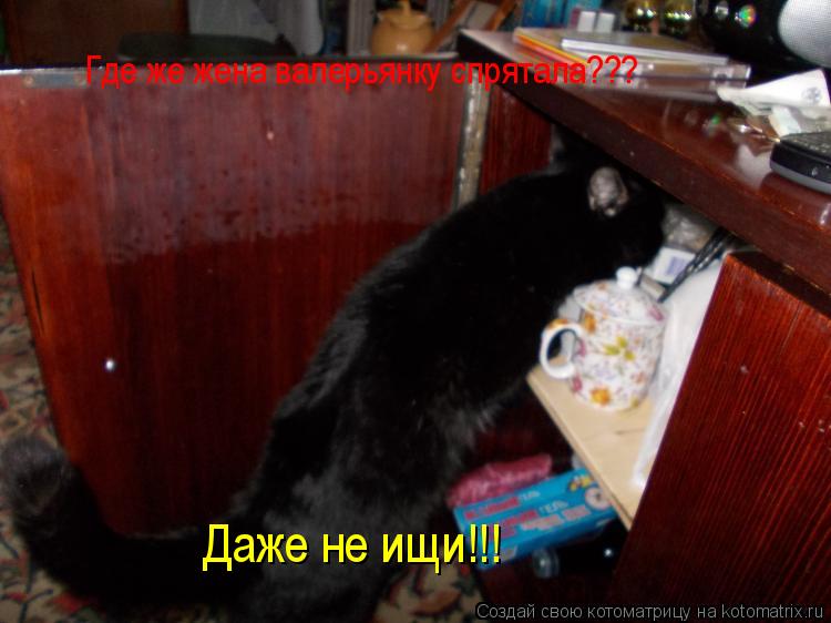 Котоматрица: Где же жена валерьянку спрятала??? Даже не ищи!!!