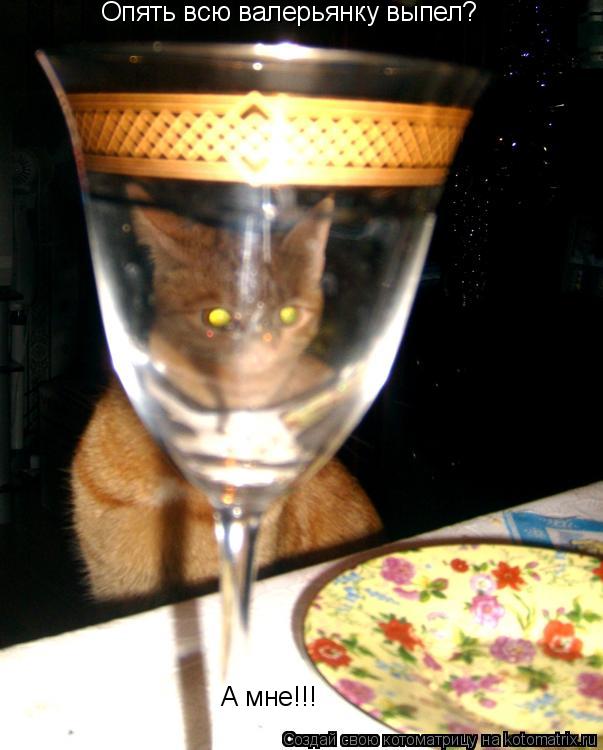 Опять всю валерьянку выпел? А мне!!!... Котоматрица: Опять всю валерьянку выпел? А мне!!!