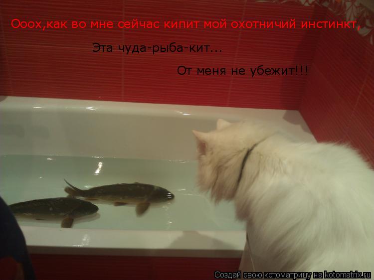 Ооох,как во мне сейчас кипит мой охотничий инстинкт, Эта чуда-рыба-кит... От меня не убежит!!!... Котоматрица: Ооох,как во мне сейчас кипит мой охотничий инстинкт, Эта чуда-рыба-кит... От меня не убежит!!!