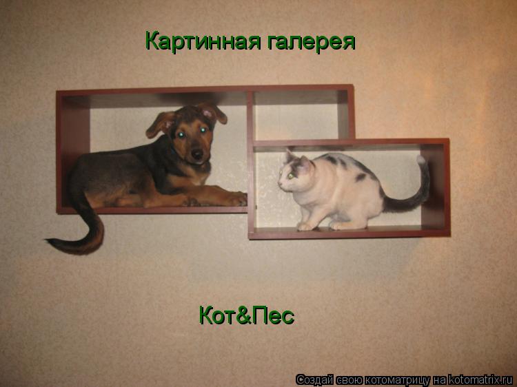 Котоматрица: Картинная галерея Кот&Пес