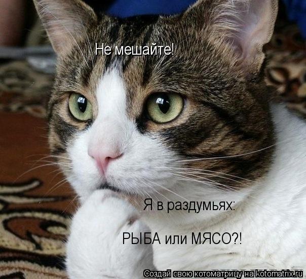 Котоматрица: Не мешайте! Я в раздумьях: РЫБА или МЯСО?!
