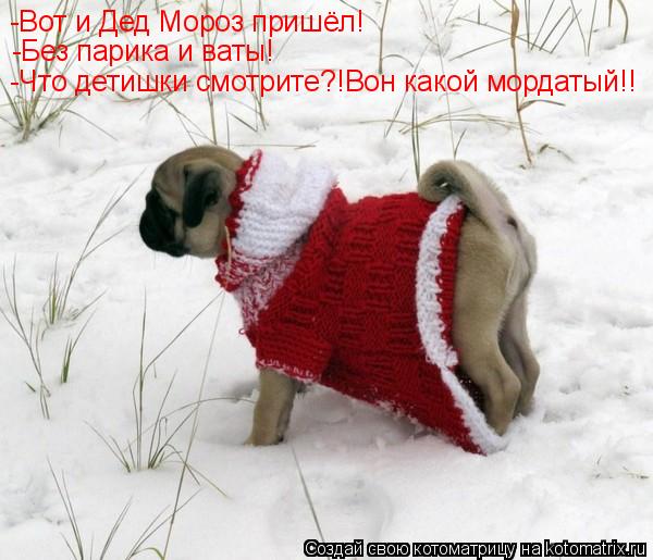 Котоматрица: -Вот и Дед Мороз пришёл! -Без парика и ваты! -Что детишки смотрите?!Вон какой мордатый!!