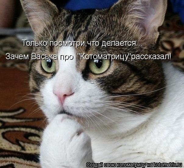 Котоматрица: Только посмотри,что делается... Зачем Васька про  "Котоматрицу"рассказал!