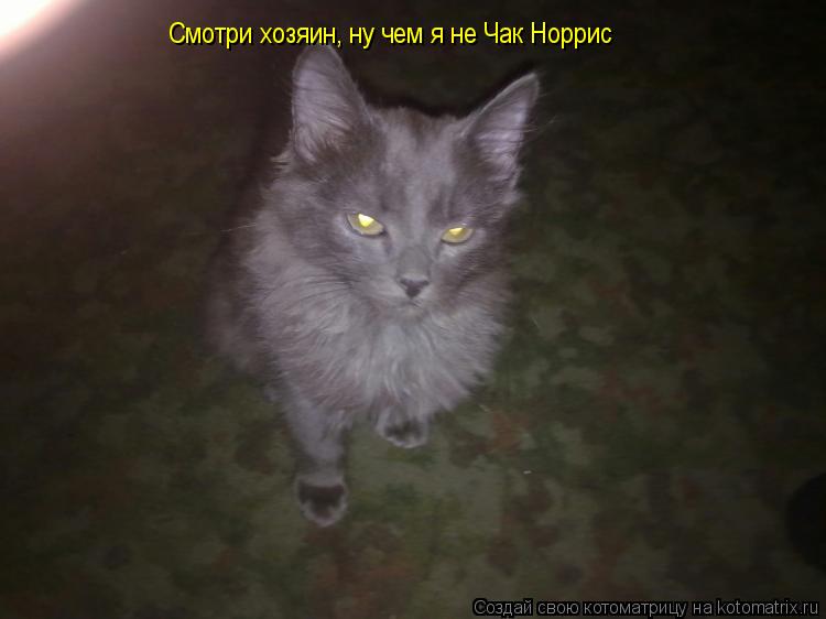 Котоматрица: Смотри хозяин, ну чем я не Чак Норрис