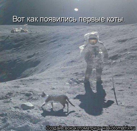 Вот как появились первые коты.... Котоматрица: Вот как появились первые коты.