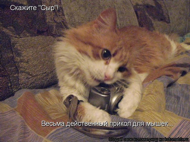 Котоматрица: Скажите "Сыр"! Весьма действенный прикол для мышек...