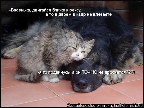 -Васенька, двигайся ближе к рексу, а то в двоём в кадр не влезаете -я то подвинусь, а он ТОЧНО не п... Котоматрица: -Васенька, двигайся ближе к рексу, а то в двоём в кадр не влезаете -я то подвинусь, а он ТОЧНО не проснётся???!