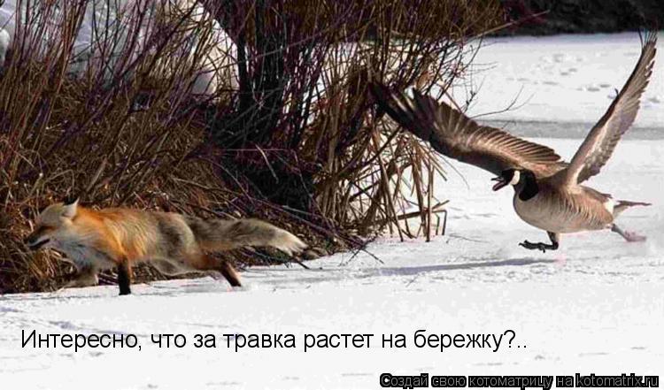 Котоматрица: Интересно, что за травка растет на бережку?..