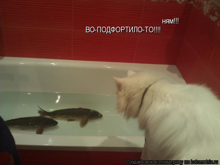 ням!!! ВО_ ВО-ПОДФОРТИЛО-ТО!!!!... Котоматрица: ням!!! ВО_ ВО-ПОДФОРТИЛО-ТО!!!!