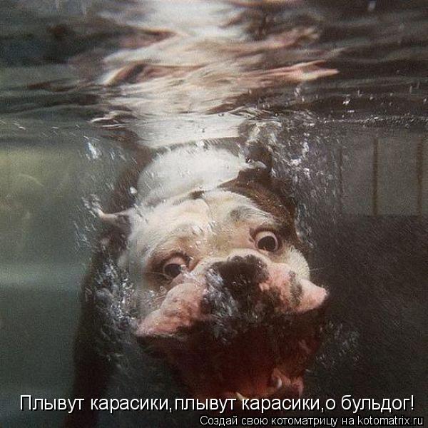 Котоматрица: Плывут карасики,плывут карасики,о бульдог!