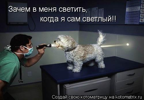 Зачем в меня светить, когда я сам светлый!!... Котоматрица: Зачем в меня светить, когда я сам светлый!!