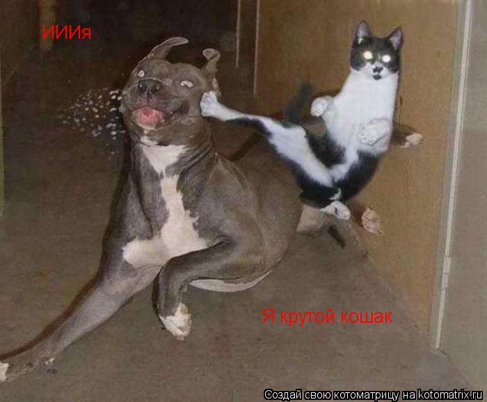ИИИя Я крутой кошак... Котоматрица: ИИИя Я крутой кошак
