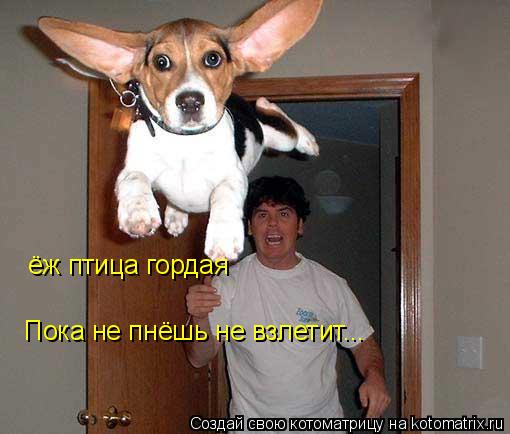 ёж птица гордая Пока не пнёшь не взлетит...... Котоматрица: ёж птица гордая Пока не пнёшь не взлетит...