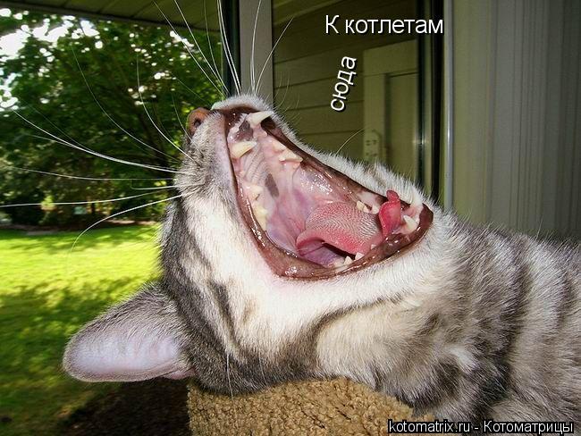 Котоматрица: К котлетам сюда