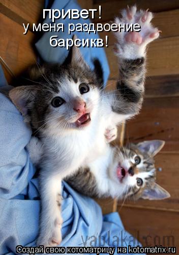 Котоматрица: привет! у меня раздвоение барсикв!