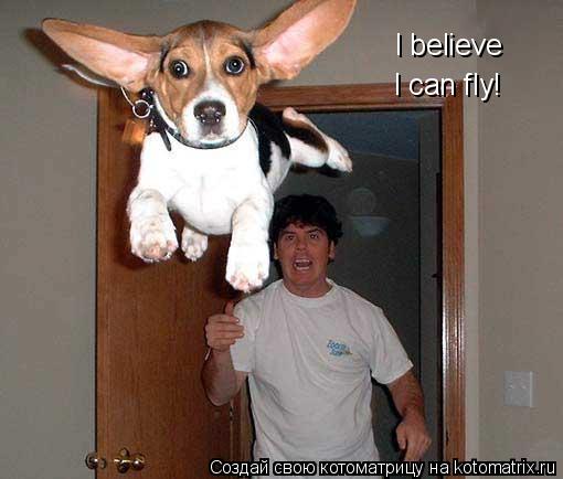Котоматрица: I believe I can fly!