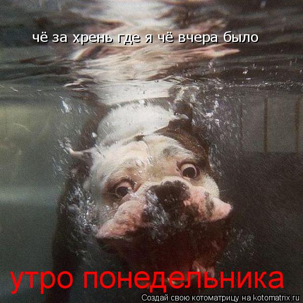 Котоматрица: чё за хрень где я чё вчера было утро понедельника