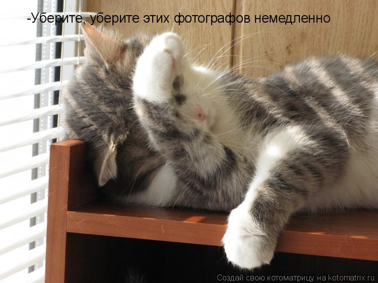 -Уберите, уберите этих фотографов немедленно... Котоматрица: -Уберите, уберите этих фотографов немедленно