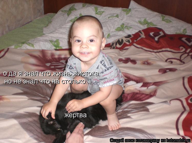 Котоматрица: о да я знал что жизнь жистока. но не знал что на столько... жертва