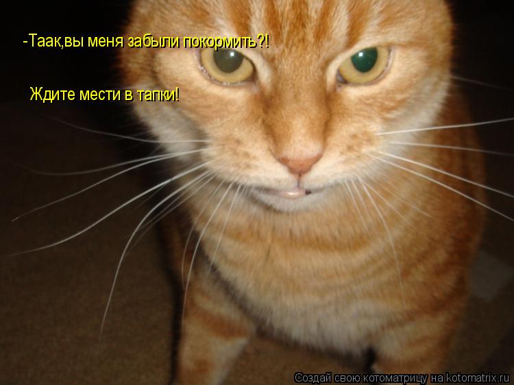 Котоматрица: -Таак,вы меня забыли покормить?! Ждите мести в тапки!