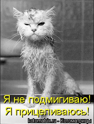 Котоматрица: Я не подмигиваю! Я прицеливаюсь!