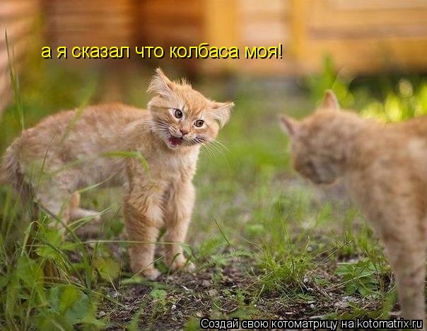 Котоматрица: а я сказал что колбаса моя!
