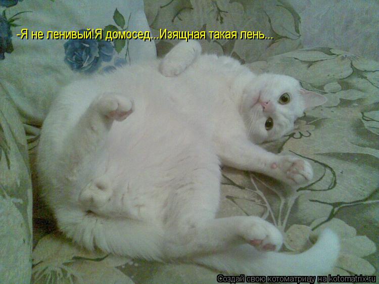 Котоматрица: -Я не ленивый!Я домосед...Изящная такая лень...