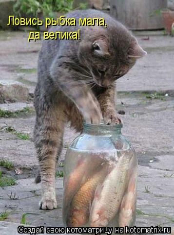 Котоматрица: Ловись рыбка мала, да велика!