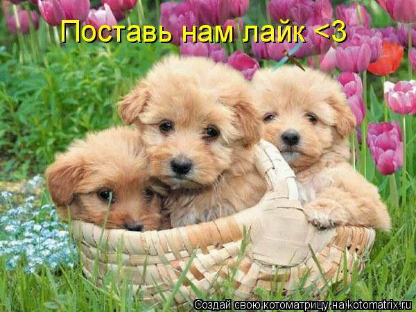 Котоматрица: Поставь нам лайк <3