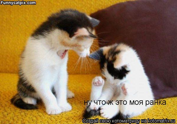 Котоматрица: ну что ж это моя ранка