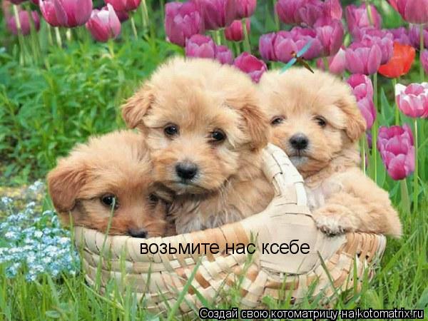 Котоматрица: возьмите нас ксебе