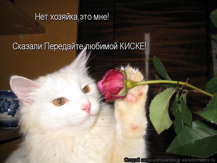 Котоматрица: Нет хозяйка,это мне! Сказали:Передайте любимой КИСКЕ!