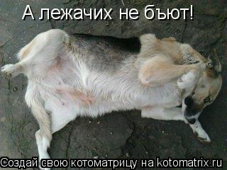 Котоматрица: А лежачих не бъют!