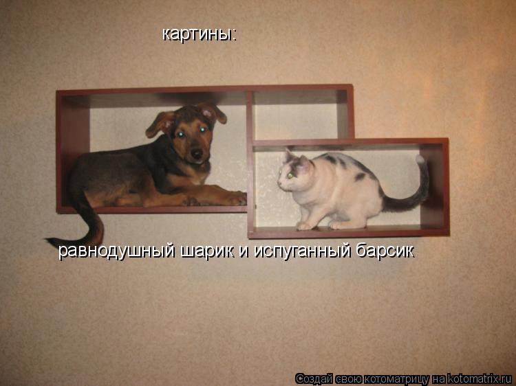 Котоматрица: картины: равнодушный шарик и испуганный барсик